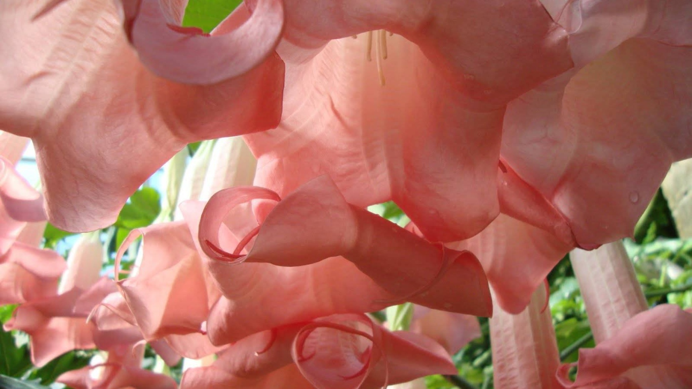 Красивые цветы бругмансия в парке