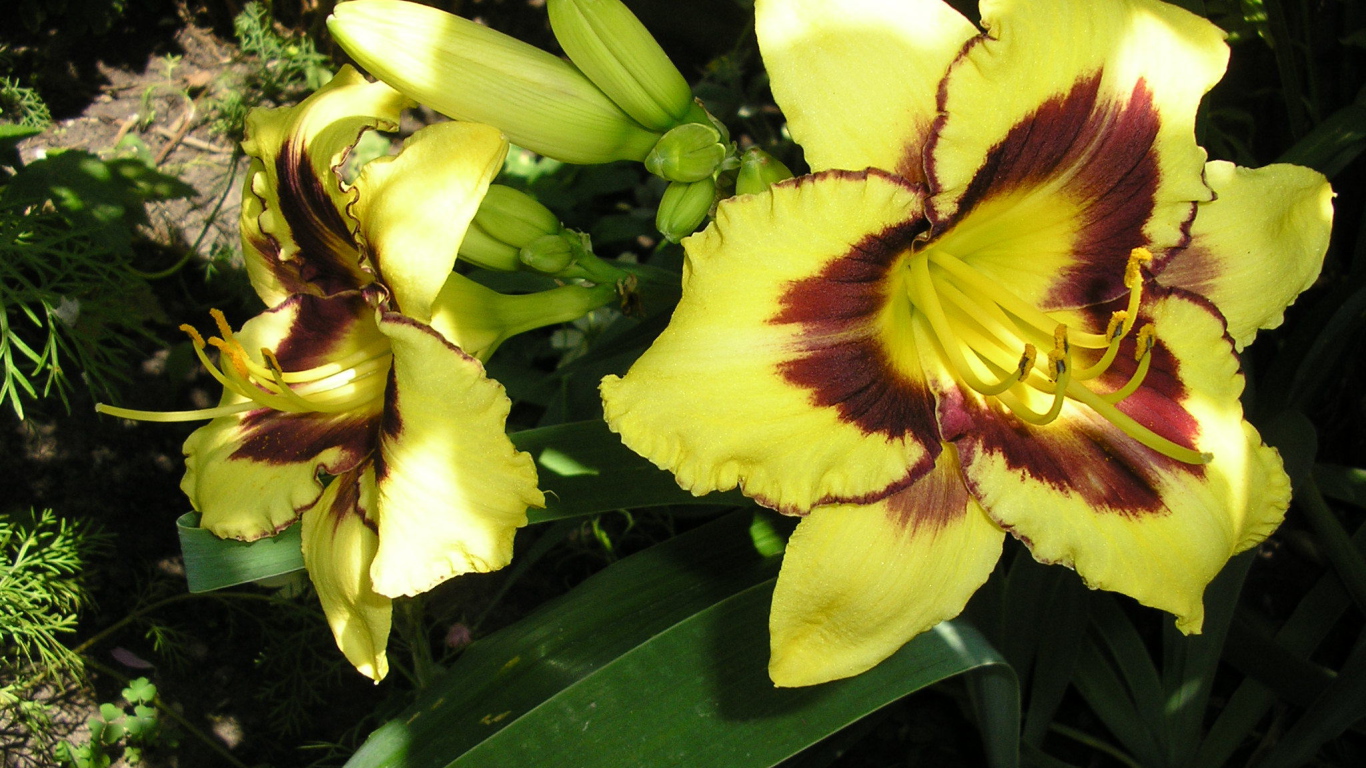 Красивые цветы лилейник в парке