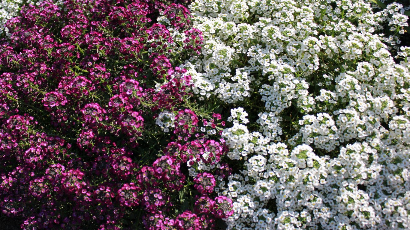 Красивые цветы алиссум в парке