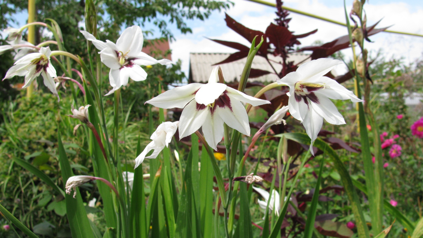 Красивые цветы ацидантера в парке