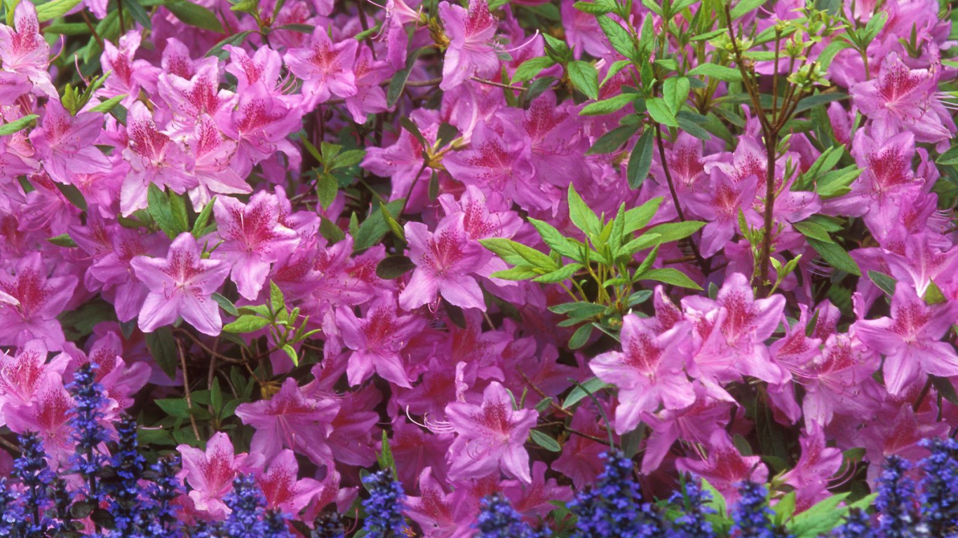 Красивые цветы аюга в парке