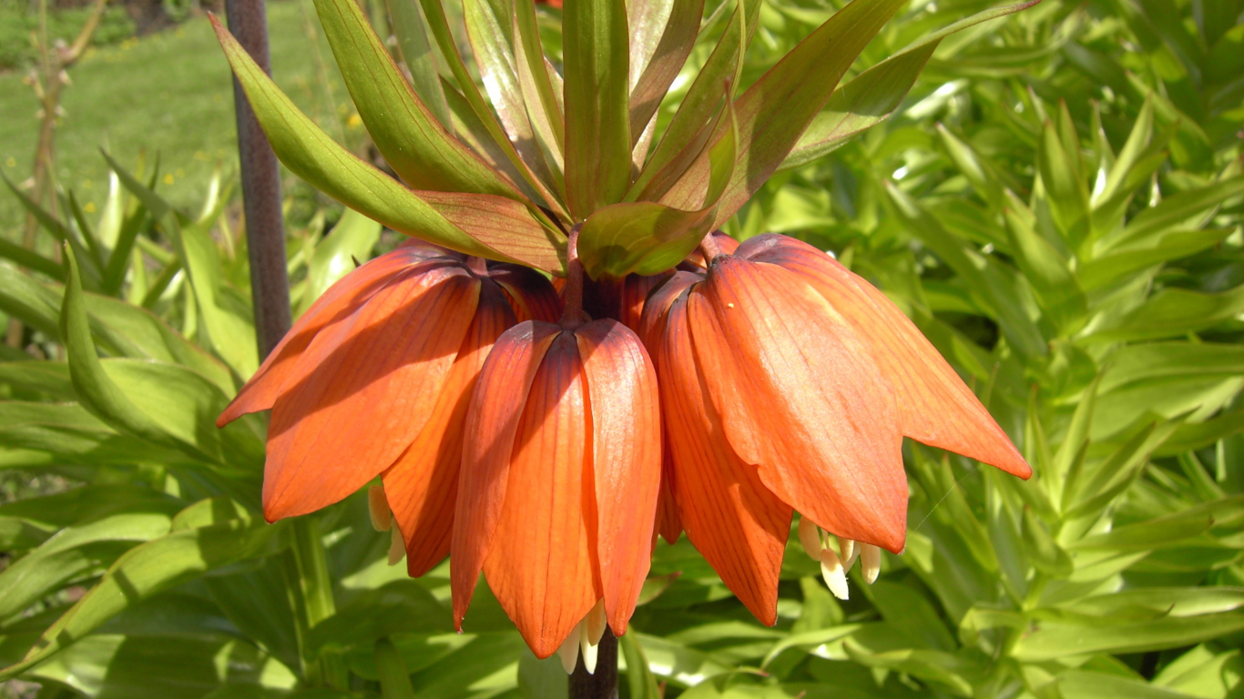 Красивые цветы рябчик императорский в парке