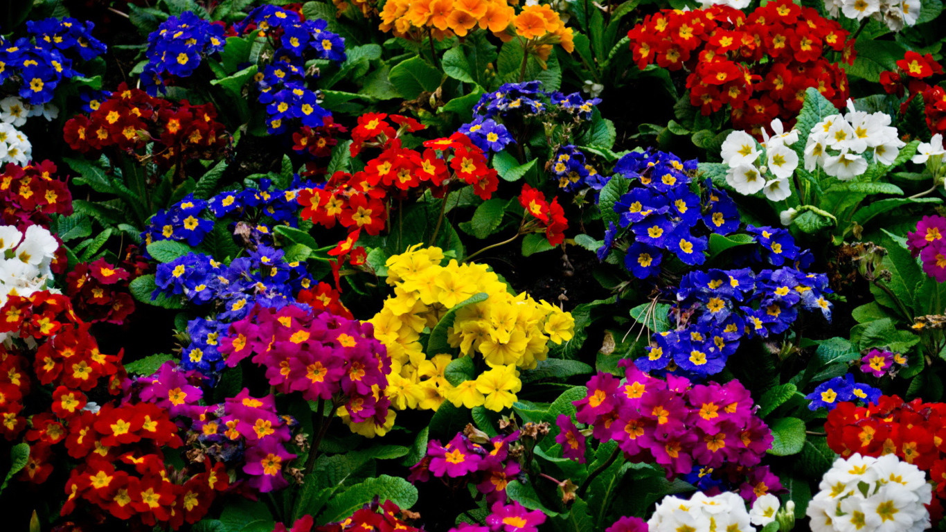 Красивые цветы примула в парке