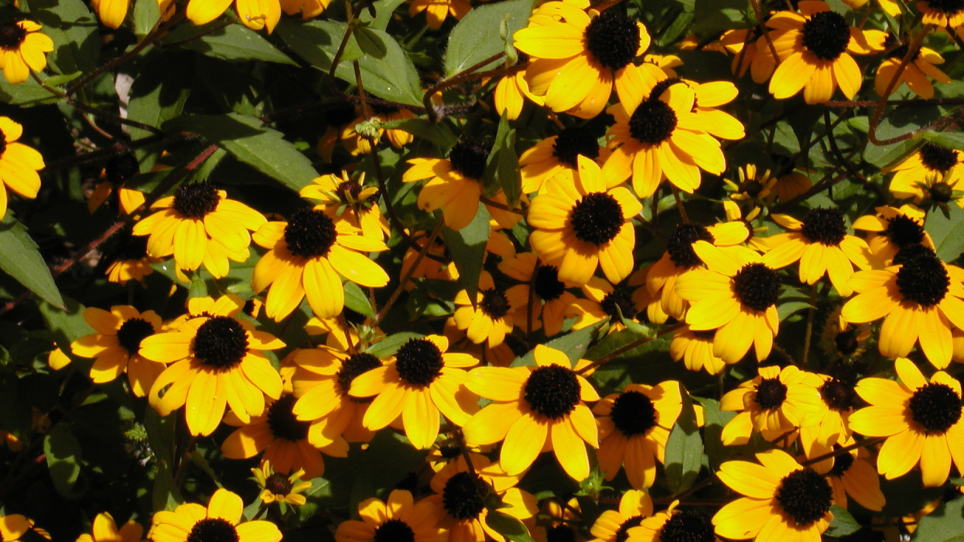 Красивые цветы рудбекия в парке