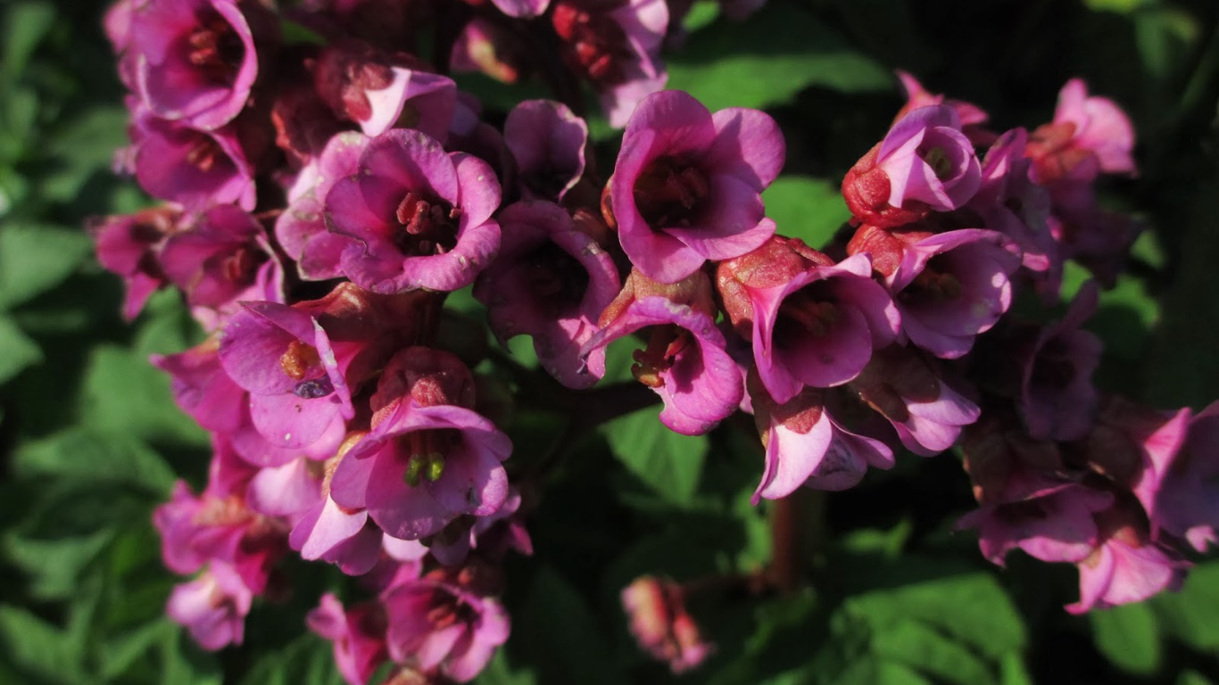 Красивые цветы бадан в парке