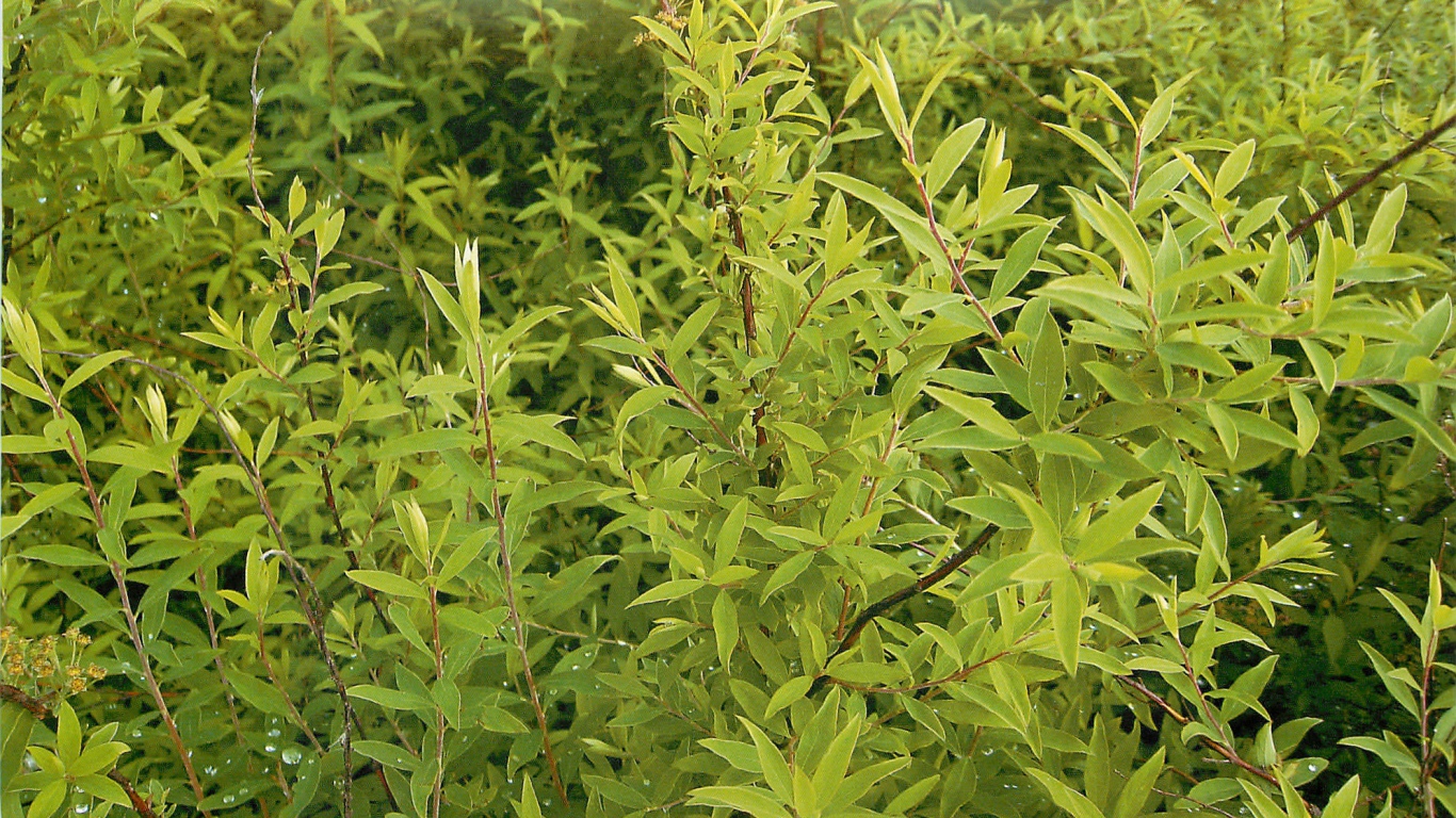 Красивые цветы спирея в парке