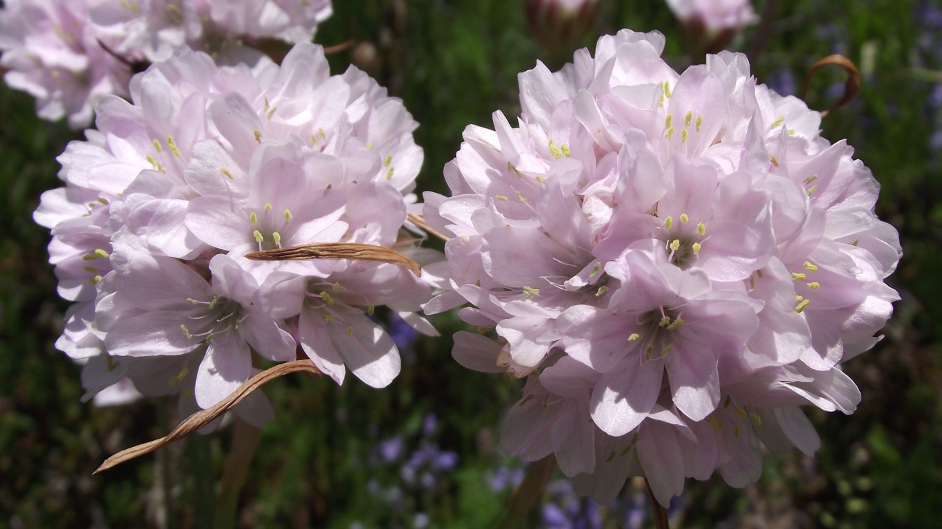 Красивые цветы армерия в парке