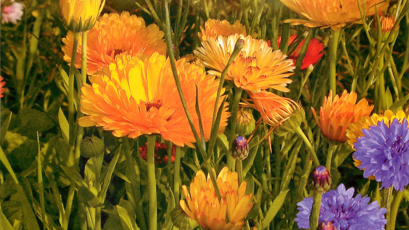 Красивые цветы календула на поляне