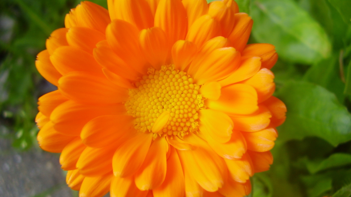 Красивые цветы календула на клумбе в саду