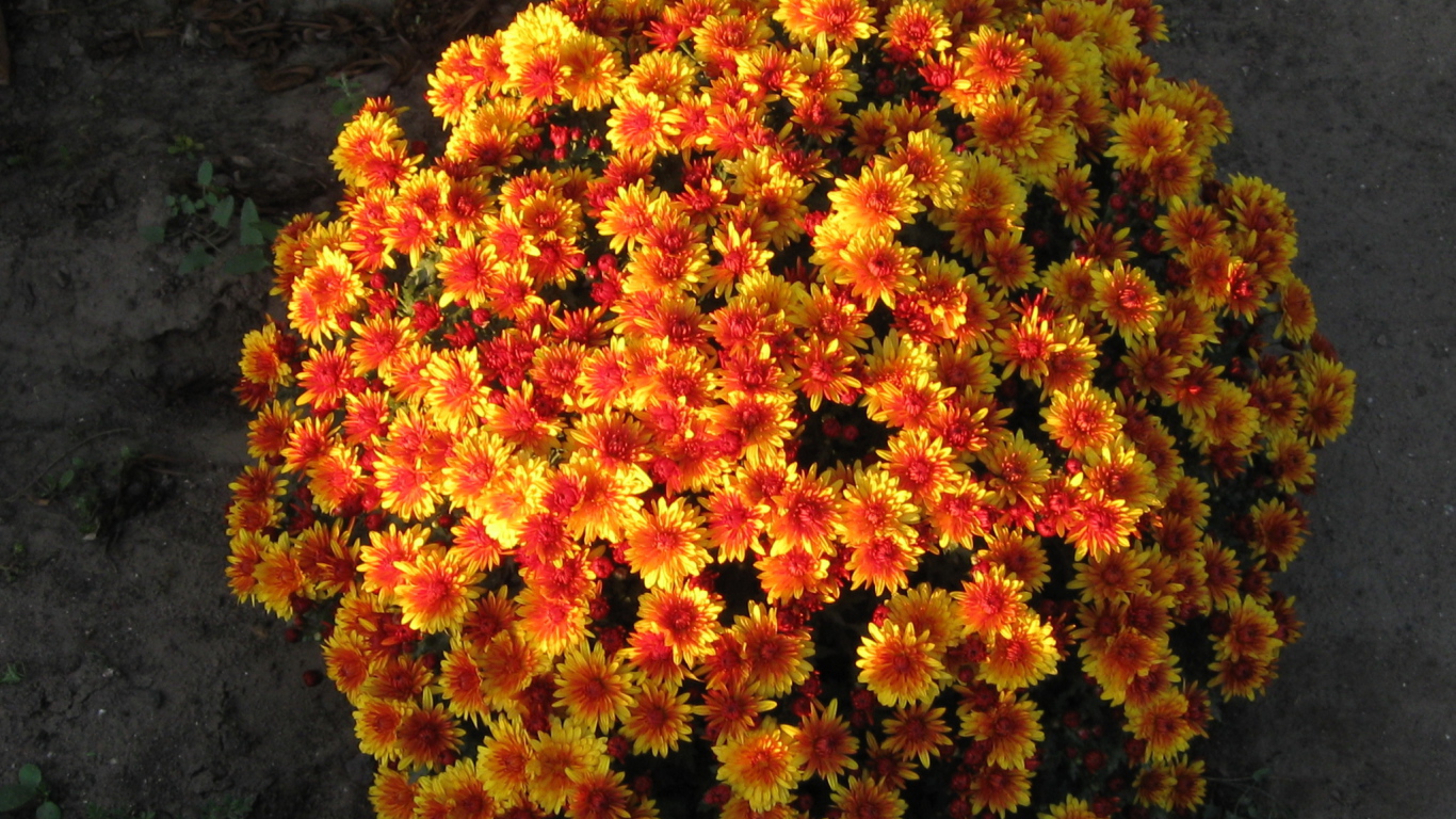 Красивые цветы хризантема 
