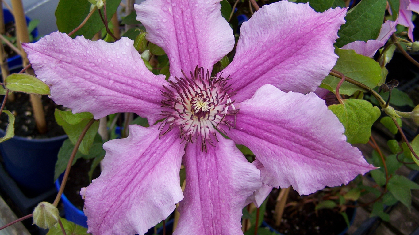 Красивые цветы клематис на клумбе в саду