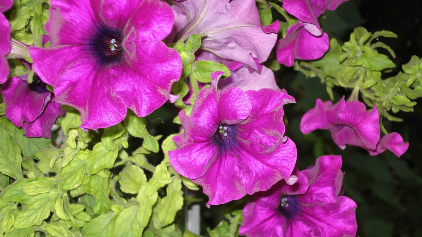 Красивые цветы петуния на поляне