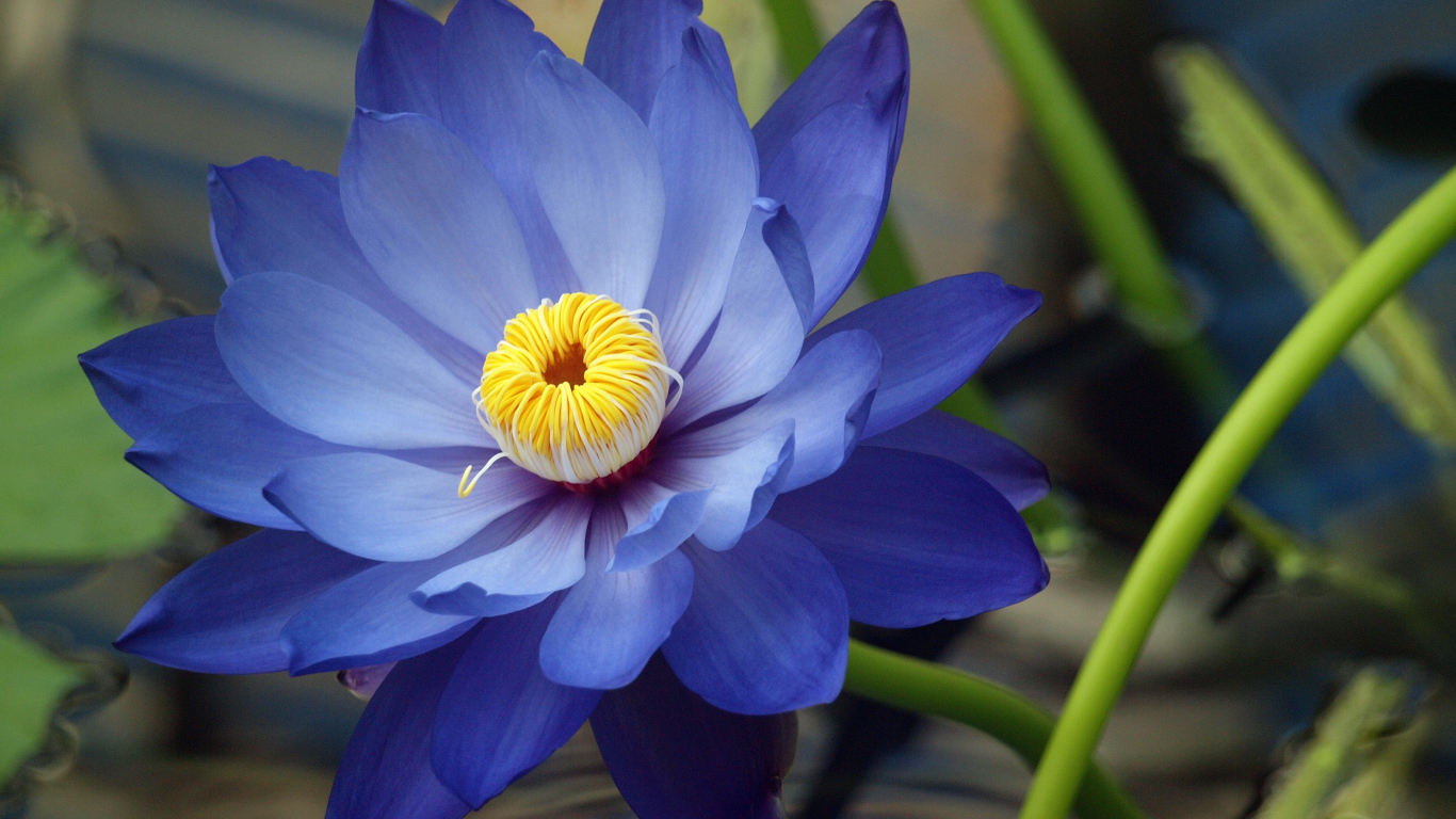 Красивые цветы нимфея на дачном участке