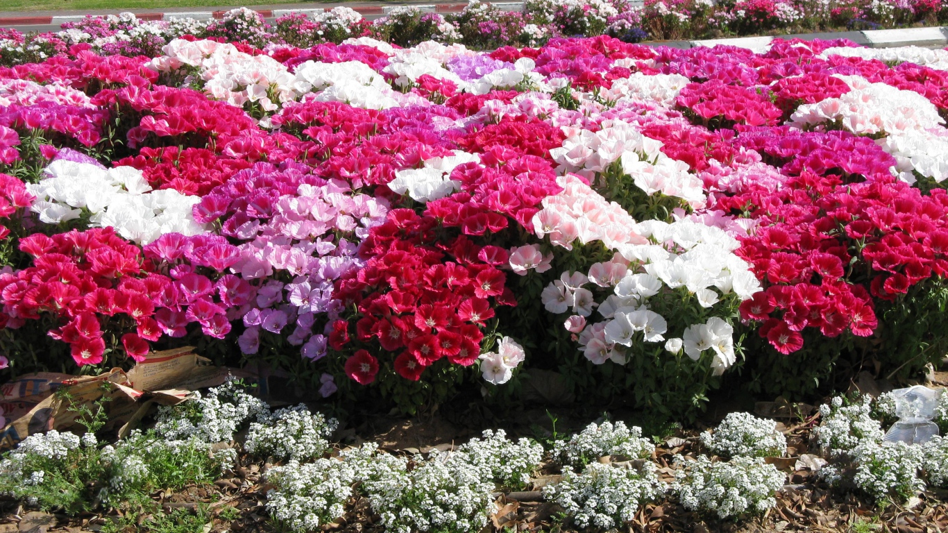 На поляне красивые цветы кларкия (годеция) 