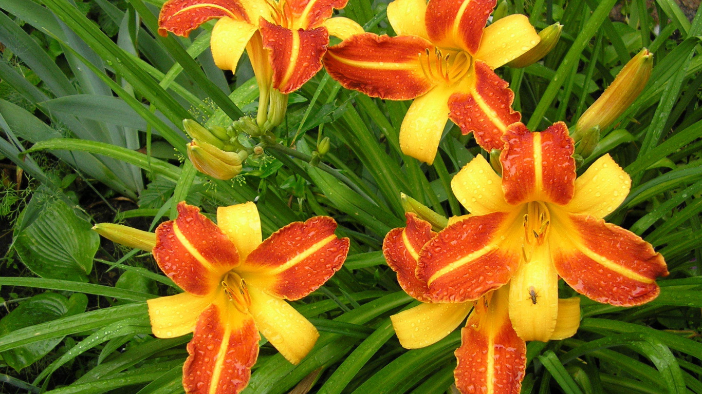 На поляне красивые цветы лилейник