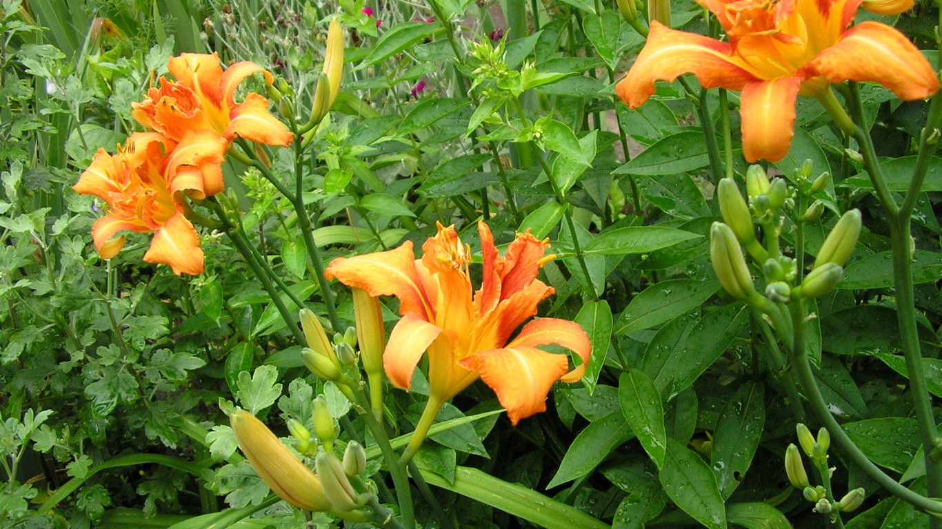 Красивые цветы лилейник на поляне