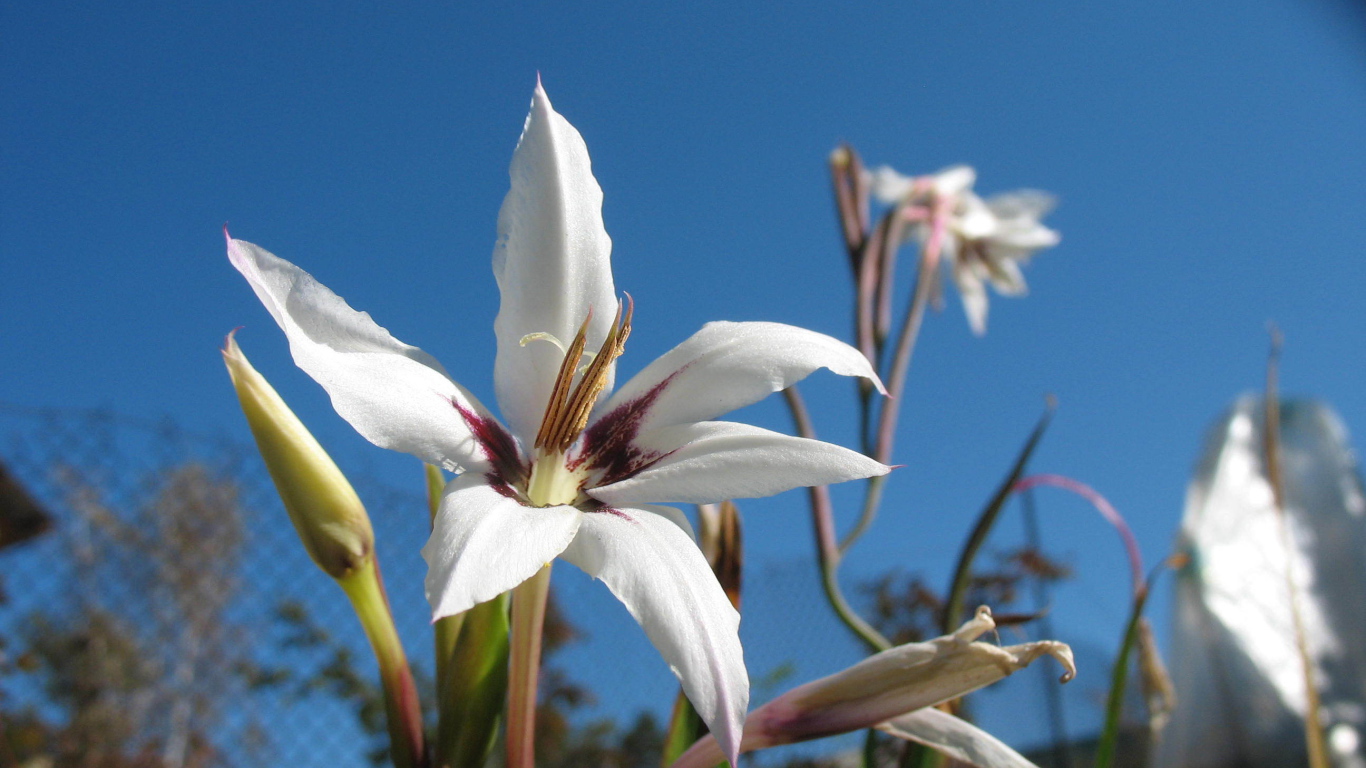 Красивые цветы ацидантера на поляне