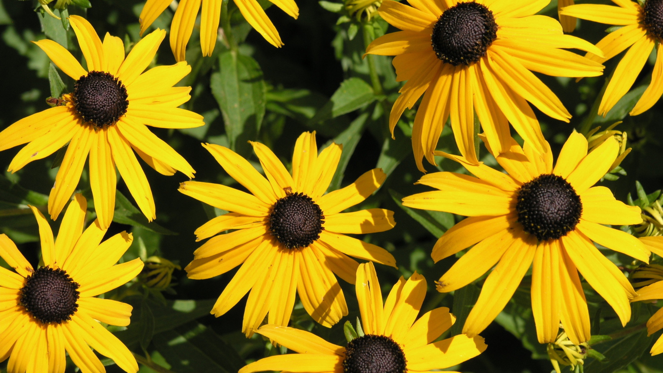 На поляне красивые цветы рудбекия