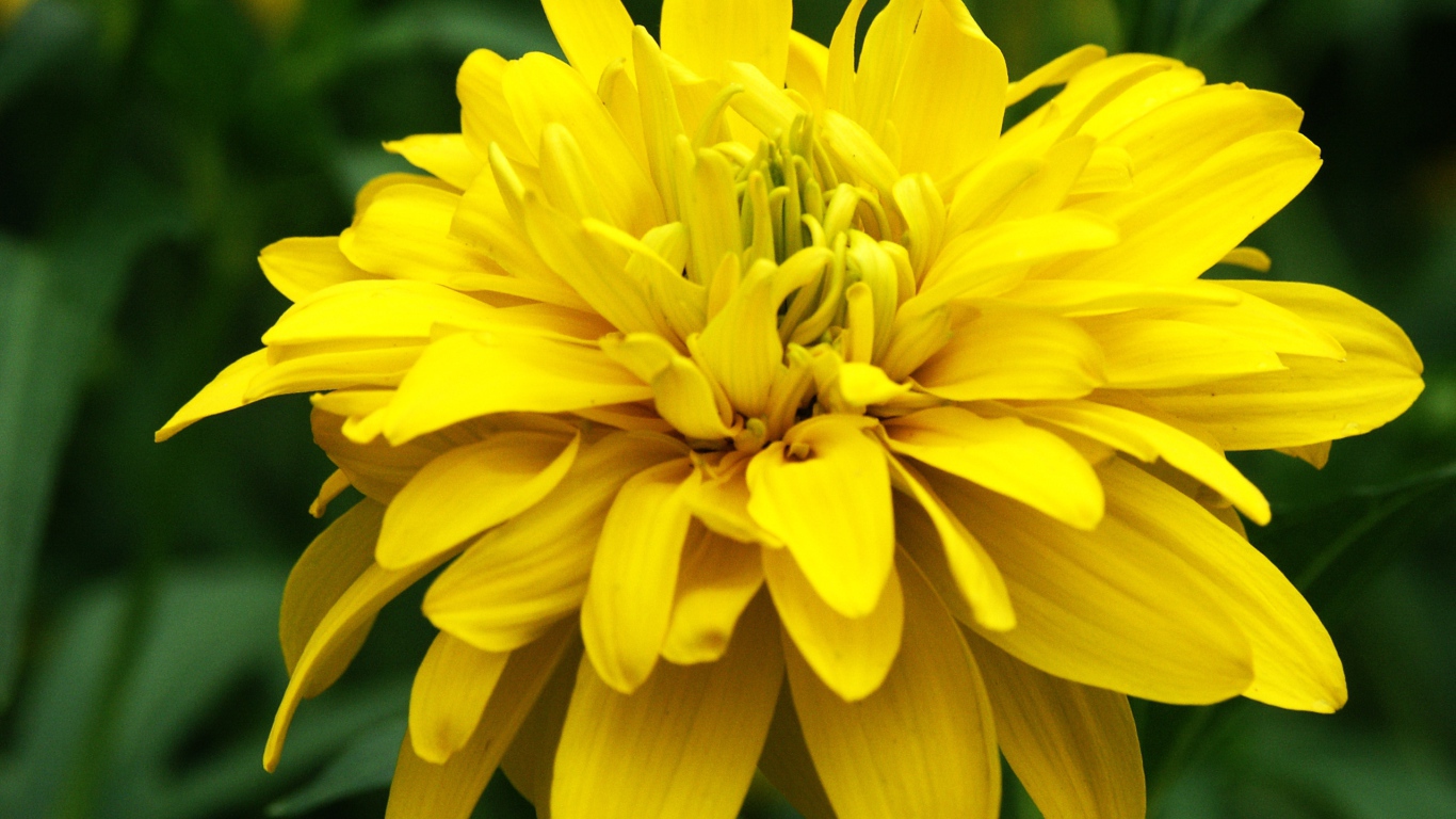 Красивые цветы рудбекия на поляне