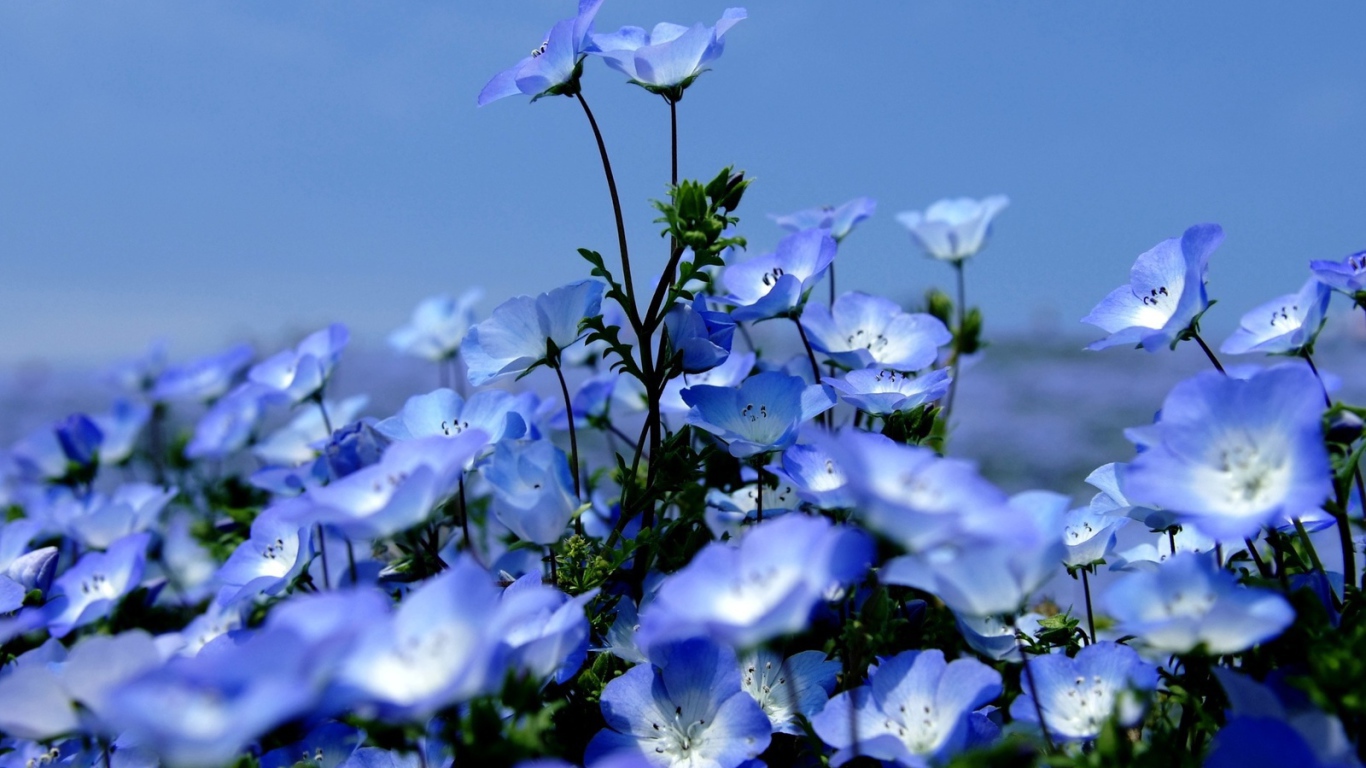 На поляне красивые цветы вероника