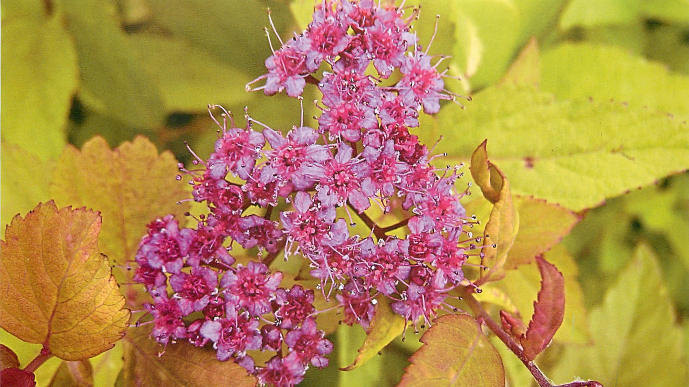 На поляне красивые цветы спирея