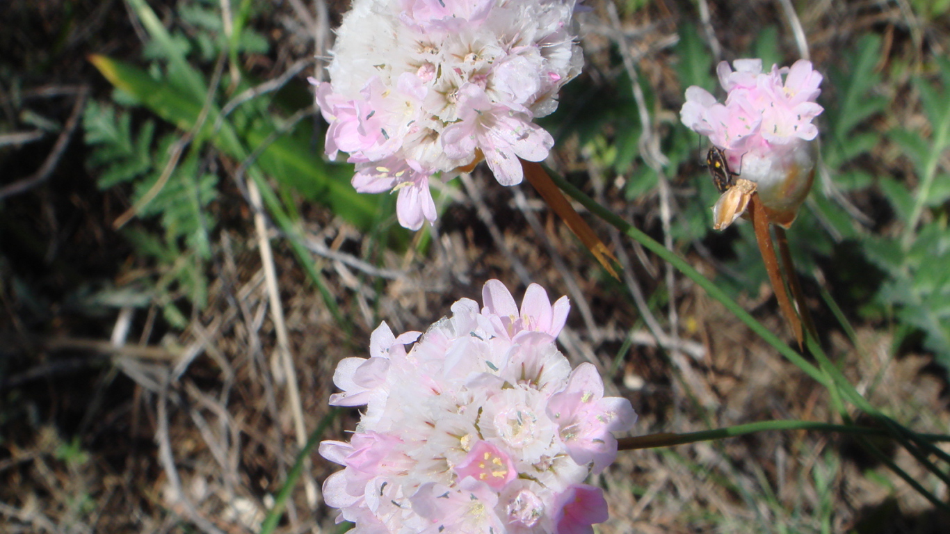 На поляне красивые цветы армерия