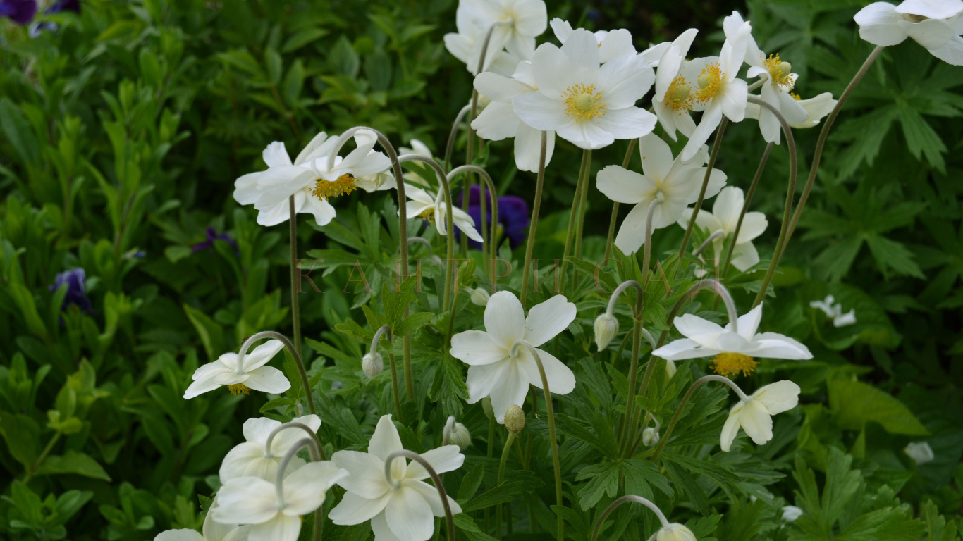 Красивые цветы анемона на поляне