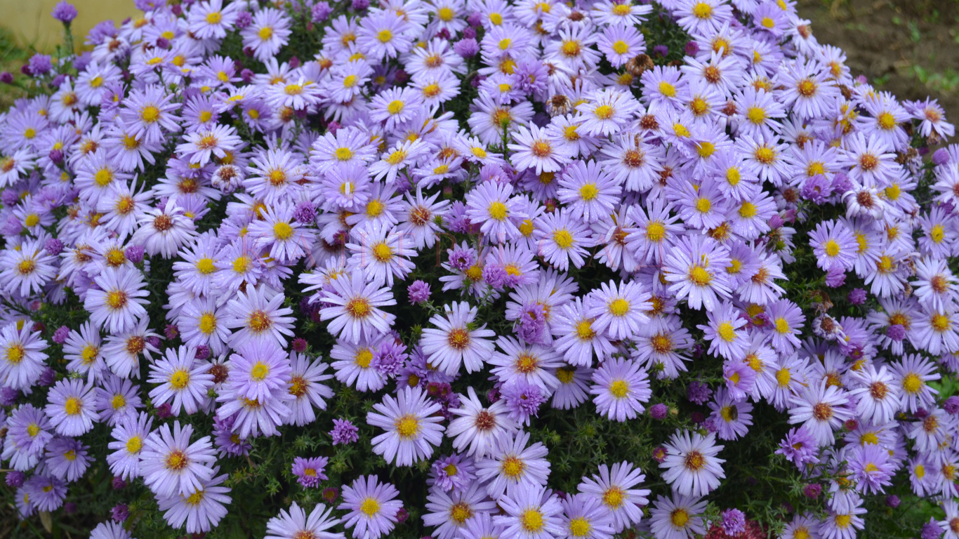 На поляне красивые цветы астра