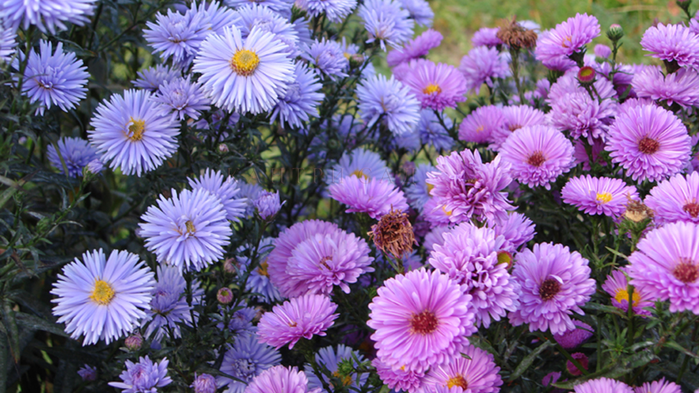 Красивые цветы астра на поляне