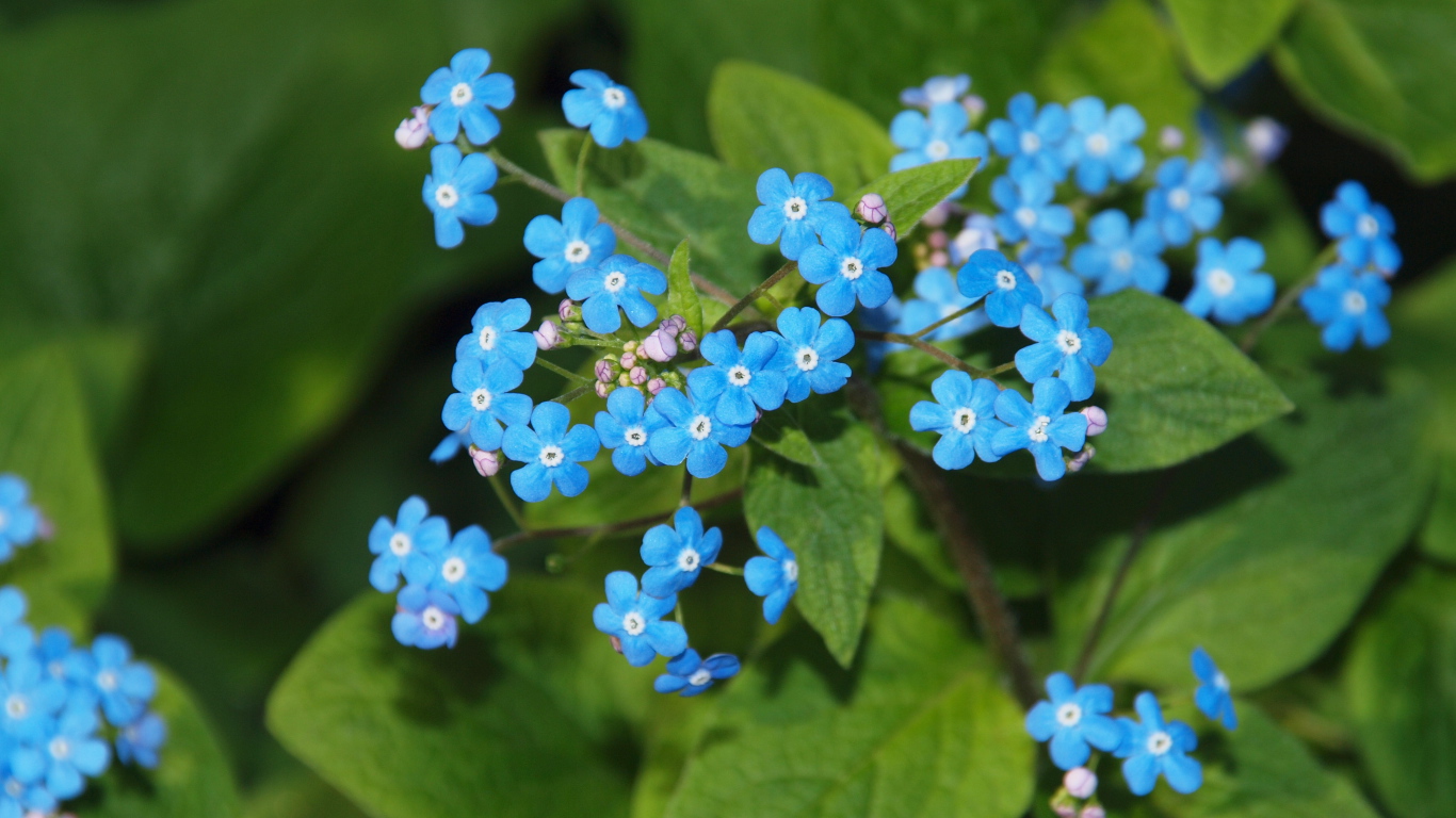 Красивые цветы растения бруннера