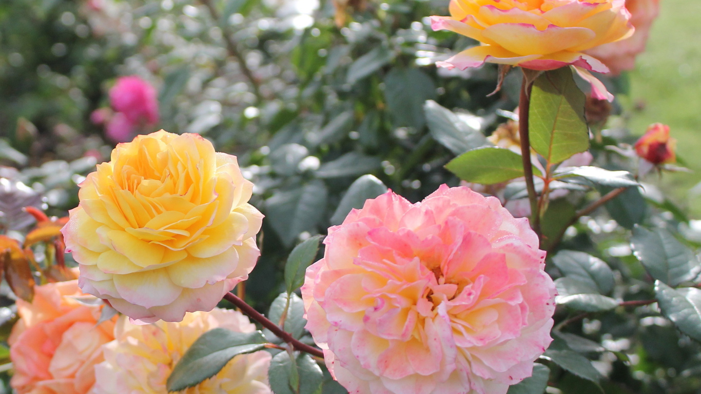 Красивые цветы кустарниковые розы на клумбе в саду