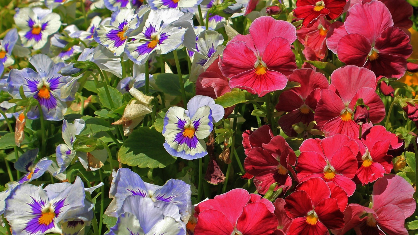 Красивые цветы виола (фиалка,анютины глазки)  в лесу