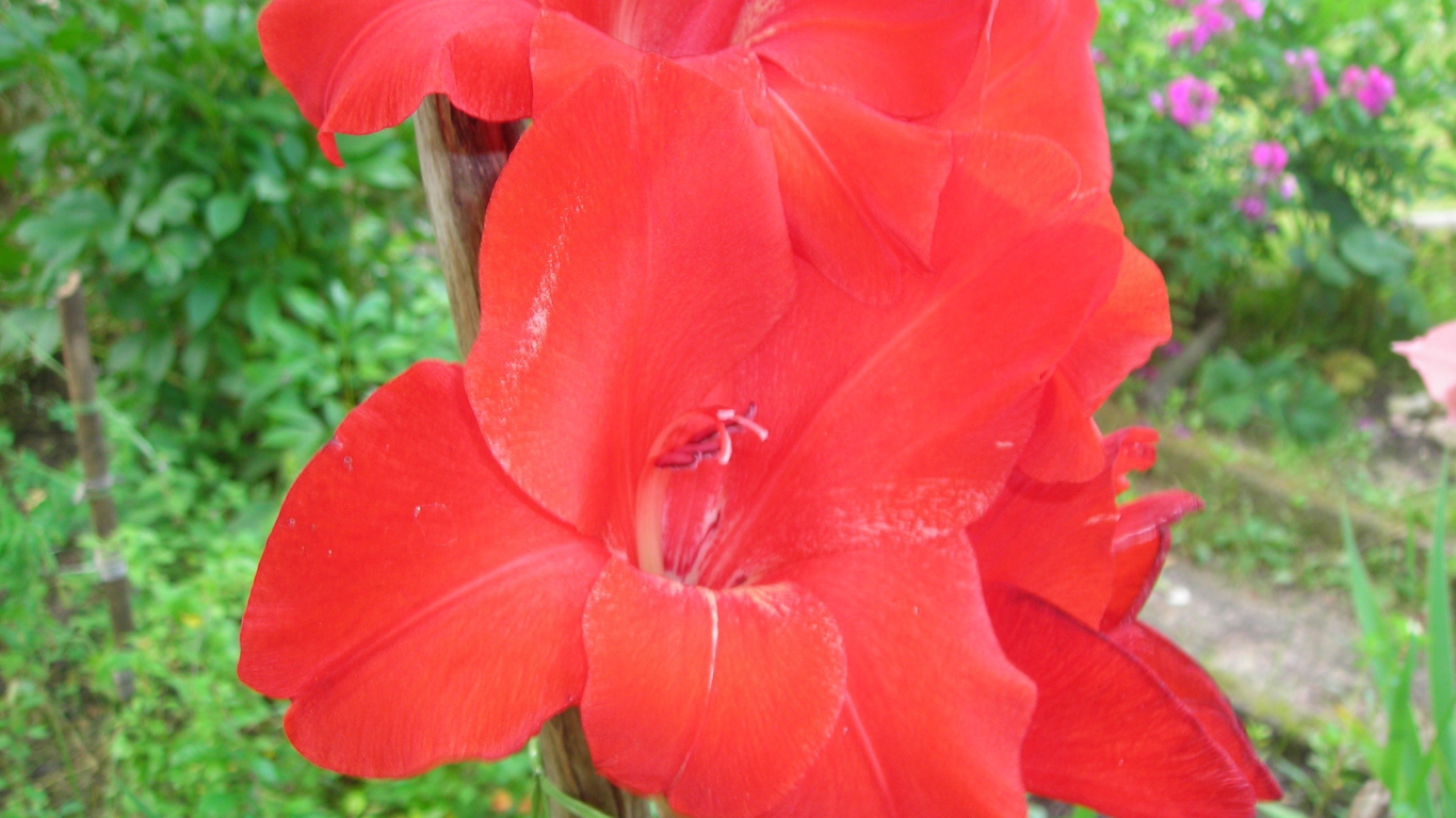 Красивые цветы гладиолус в парке