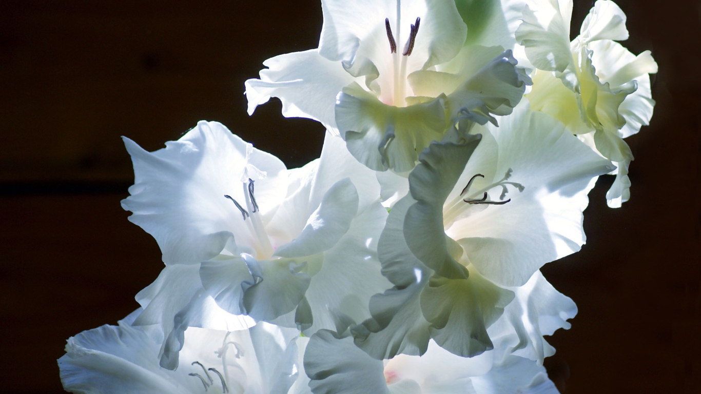 Красивые цветы гладиолус на поляне