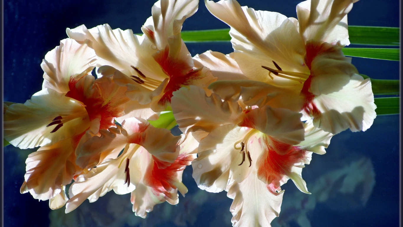 Красивый гладиолус в саду