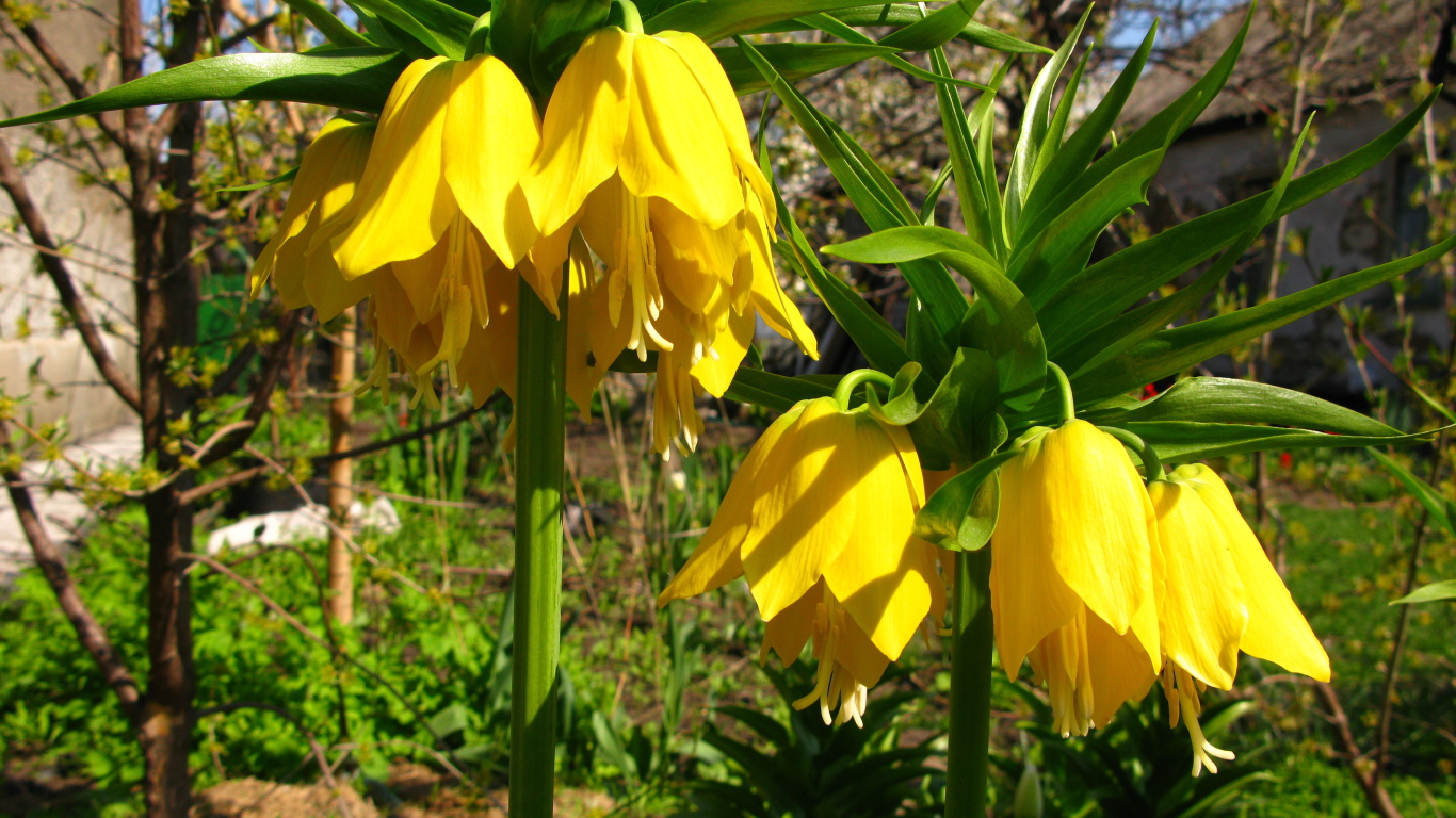 Красивый рябчик императорский в саду