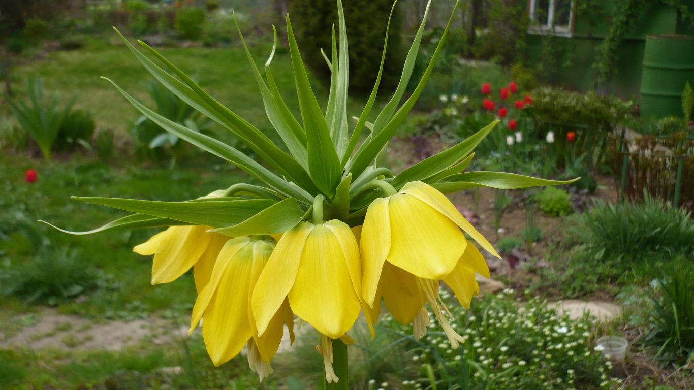 Красивый рябчик императорский на дачном участке