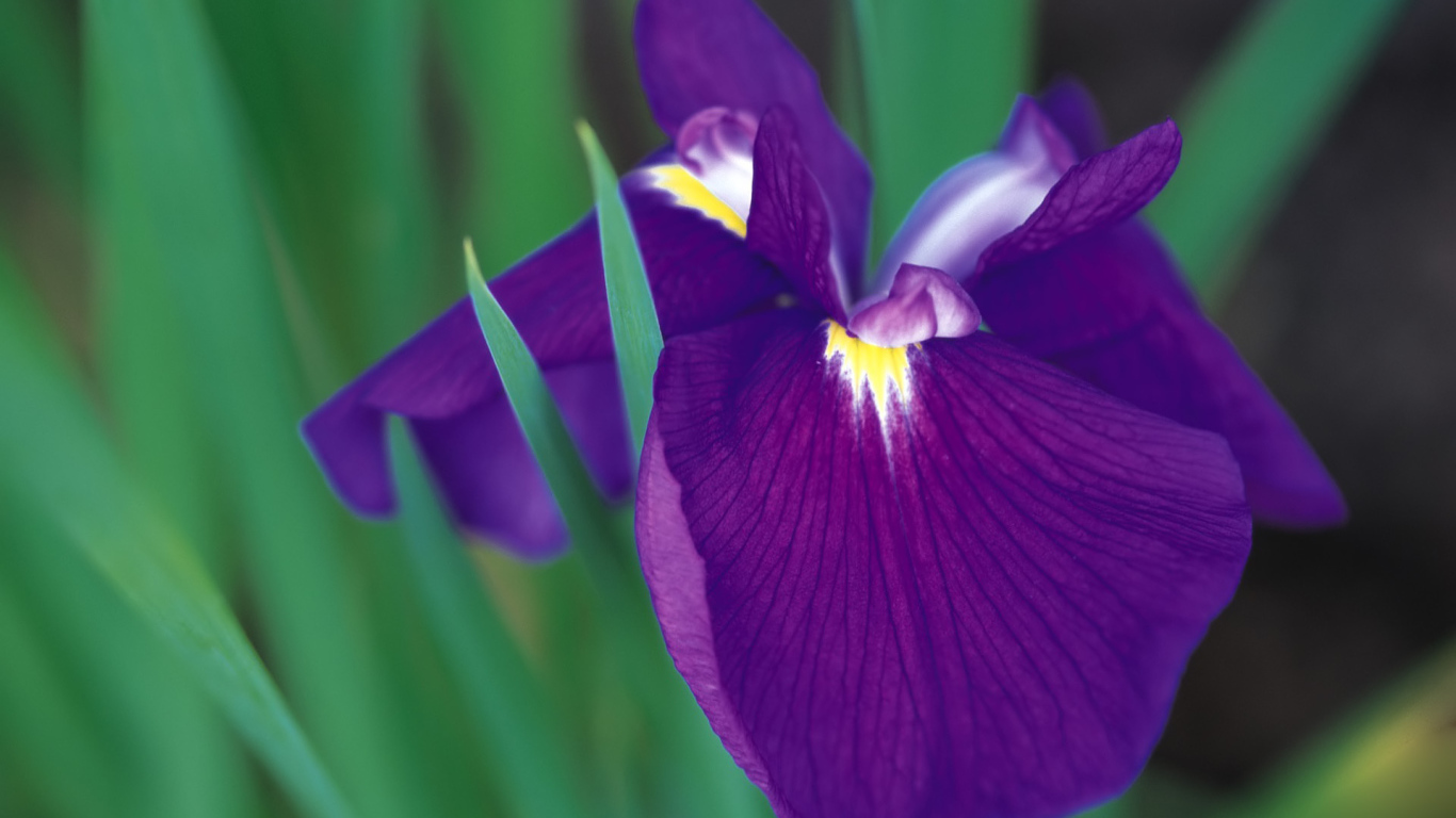 Красивый цветок ирис