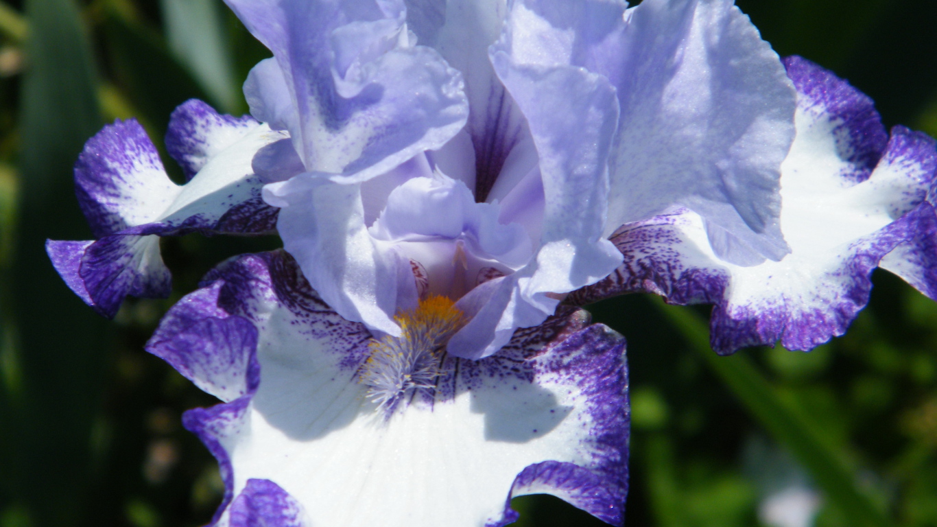 Красивые ирисы на дачном участке