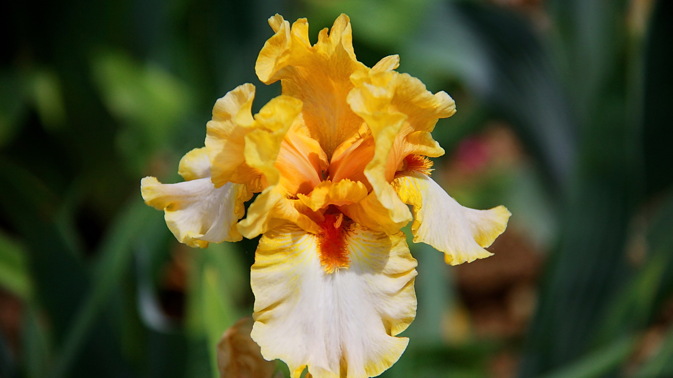 Красивые ирисы в саду