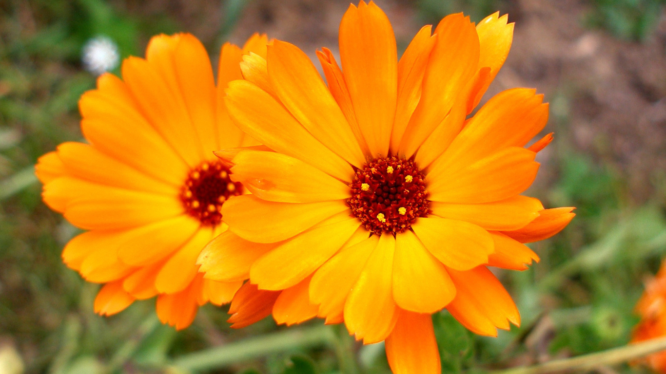 Красивые цветы календулы в саду