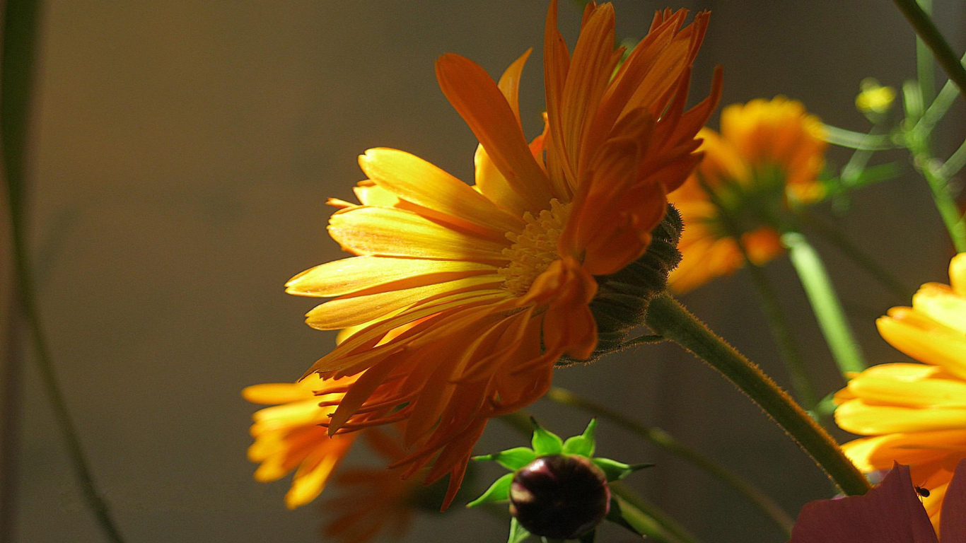 Красивая календула лечебная в саду