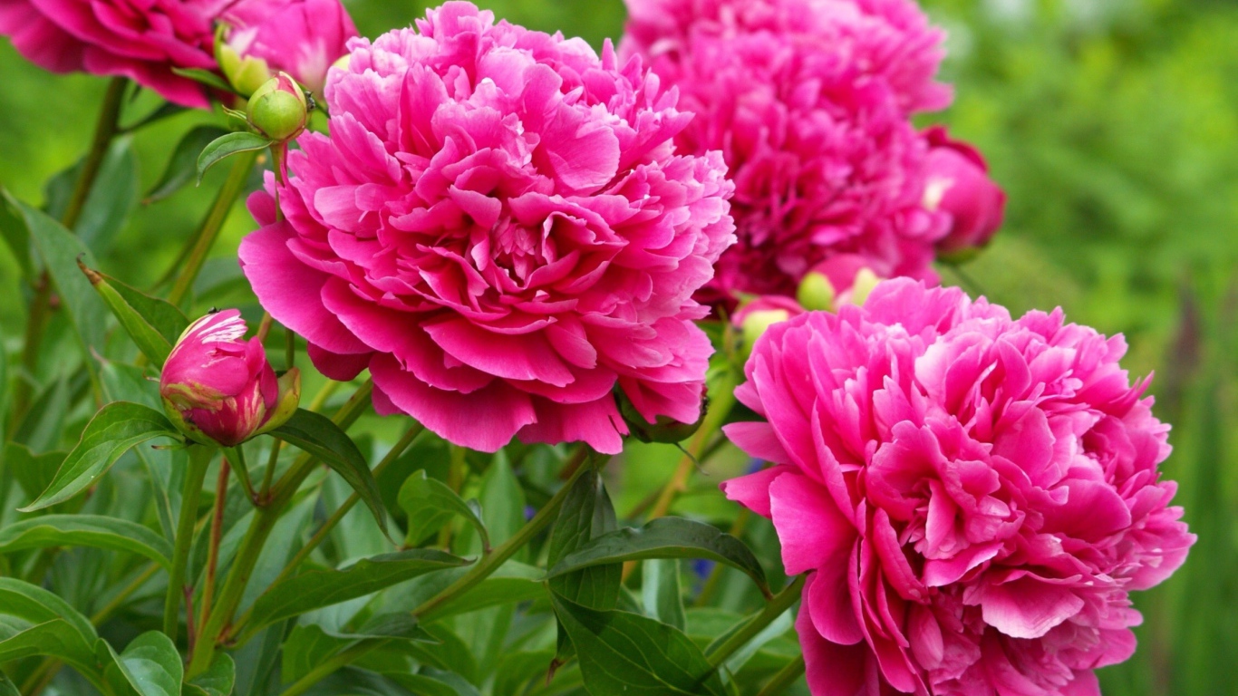 Красивые пионы в лесу