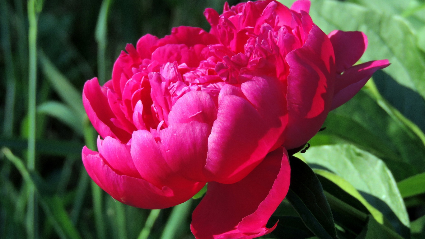 Красивый цветок пион под солнцем