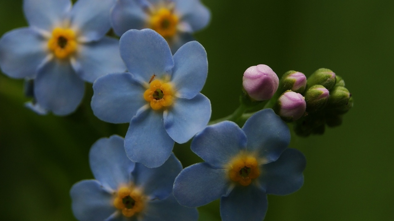Красивые лепестки растения бруннера