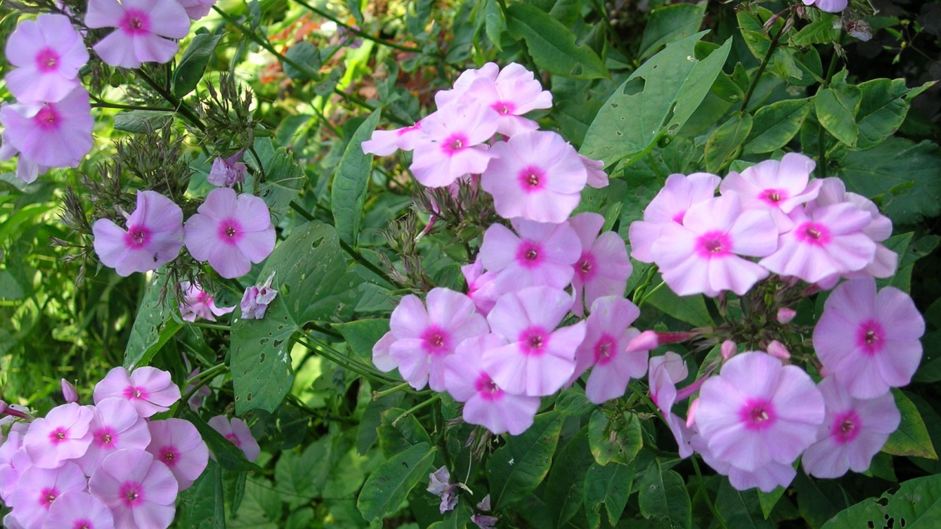 Красивые флоксы в саду