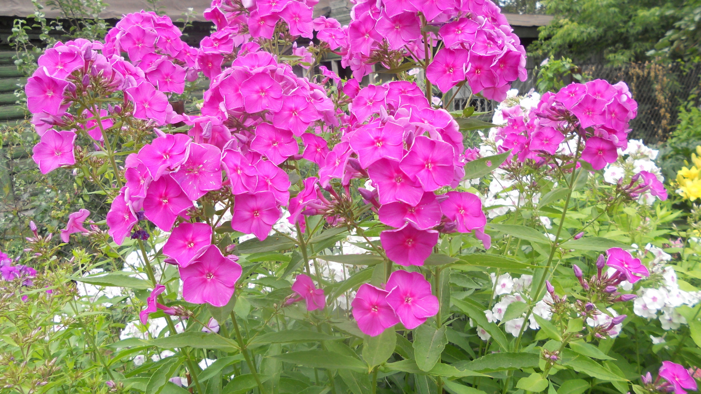 Красивые флоксы возле дома