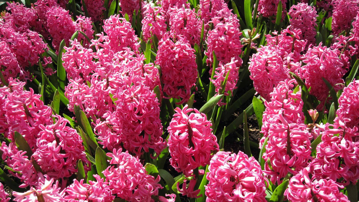 Красивые розовые гиацинты на поляне