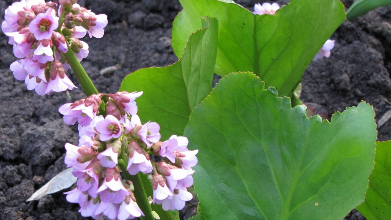 Красивое растение бадан