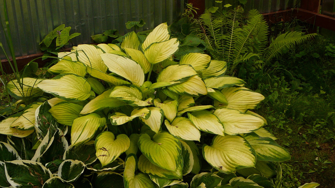 Красивое растение хоста в парке